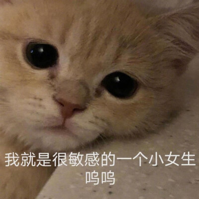 猫咪表情包 侵权删