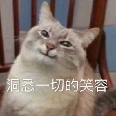 猫咪表情包 侵权删