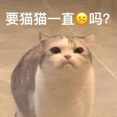 猫咪表情包 侵权删