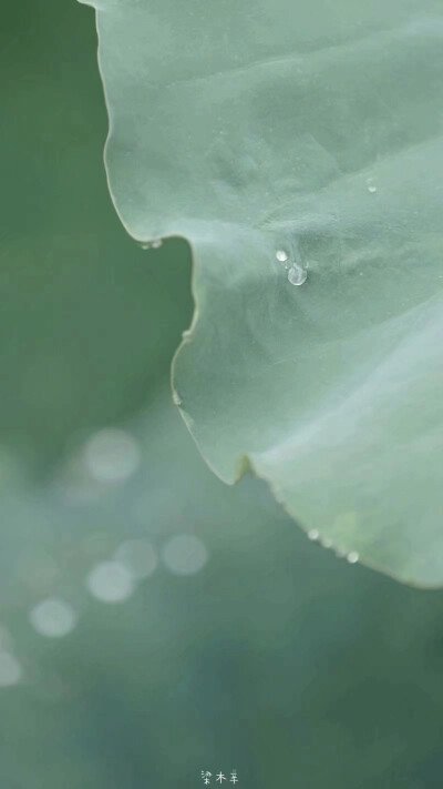 水光潋滟晴方好 雨过天晴后，掉落的水珠会被照亮，便有了满池星荷✨