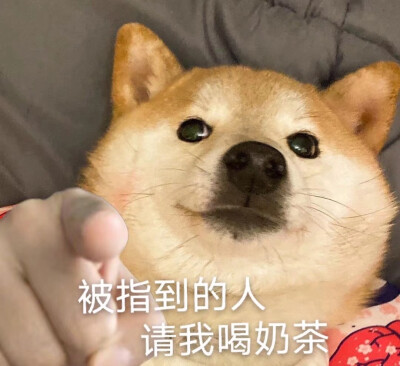 柴犬表情包