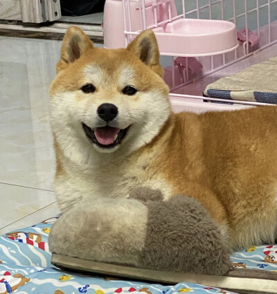 柴犬