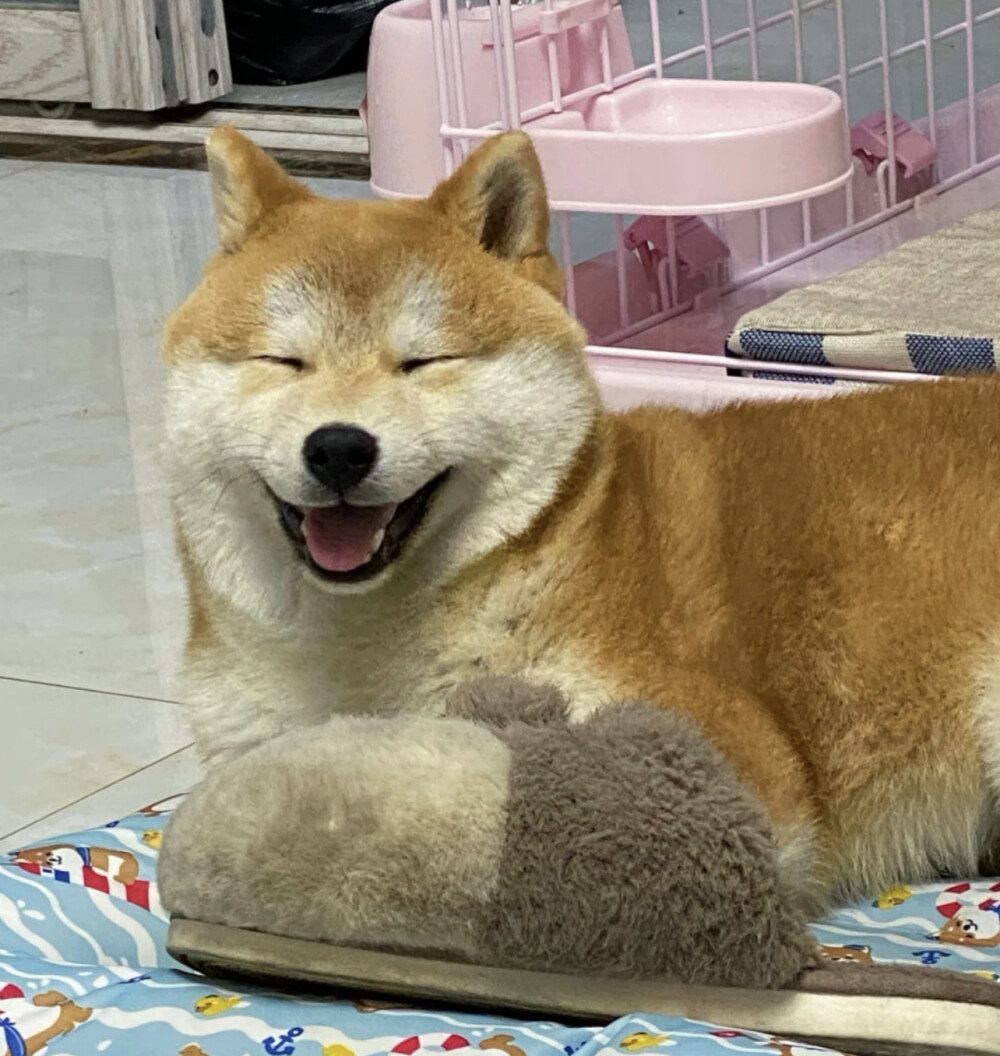 柴犬