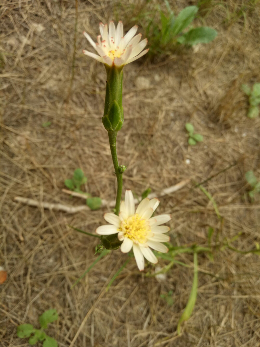 菊科植物