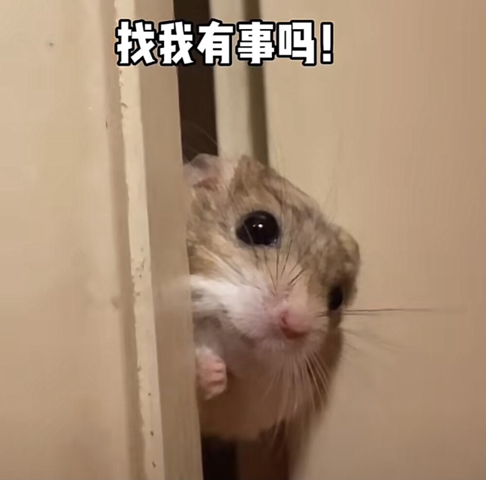 抖音仓鼠猫表情包图片