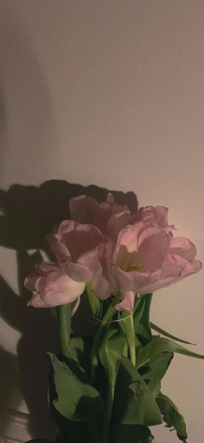 【神仙壁纸】【背景图】
别人都在种麦子，你退出去种玫瑰，你要浪漫，你不要命！
图源网络
高清图看主页