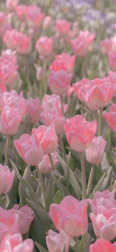 【神仙壁纸】【背景图】
别人都在种麦子，你退出去种玫瑰，你要浪漫，你不要命！
图源网络
高清图看主页