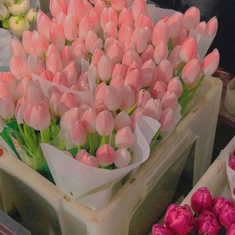 【神仙壁纸】【背景图】
别人都在种麦子，你退出去种玫瑰，你要浪漫，你不要命！
图源网络
高清图看主页