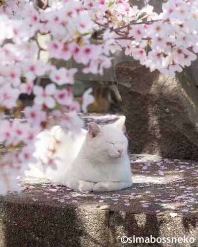 壁纸
樱花和猫