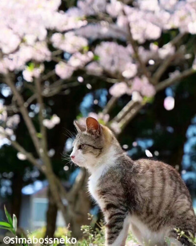 壁纸
樱花和猫