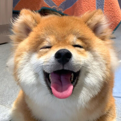 狗钩