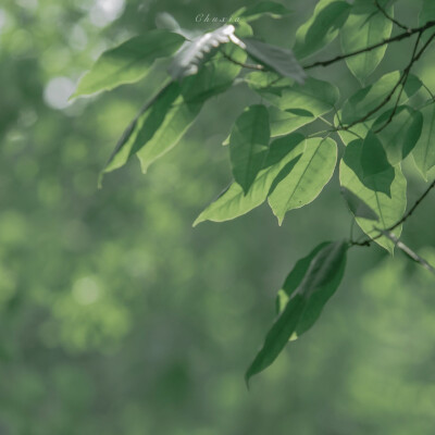 朋友圈背景图 绿色 夏天
图源wb