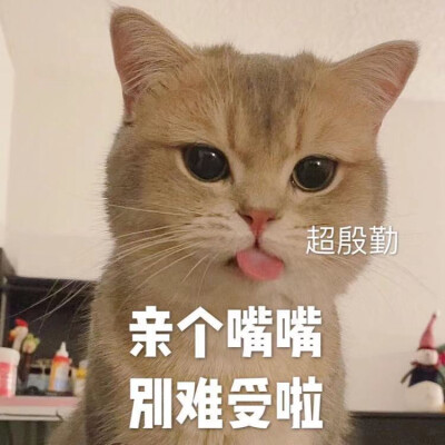 猫猫表情