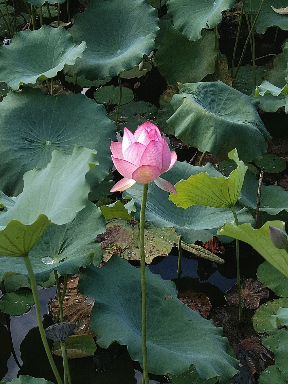 漂亮的花花们