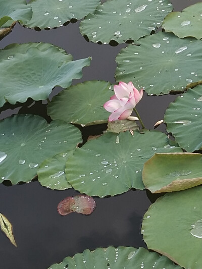 漂亮的花花们