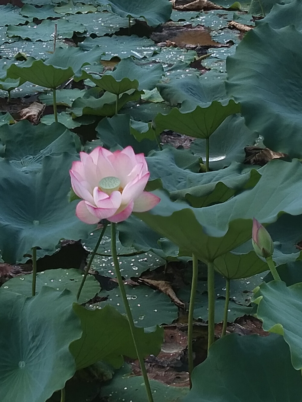 漂亮的花花们