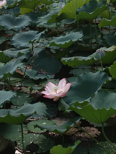 漂亮的花花们