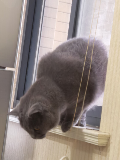 猫咪活动之小窗