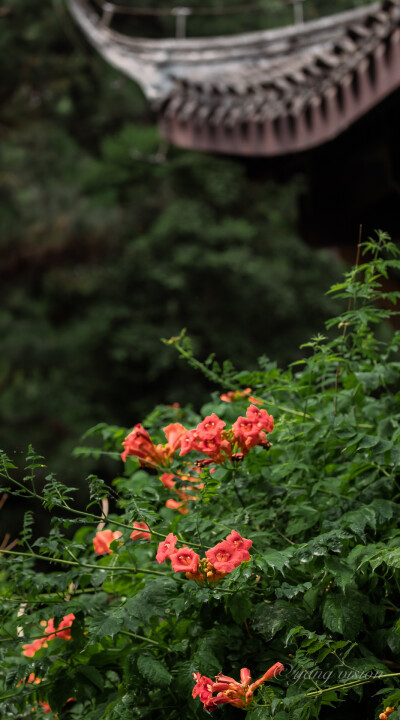 凌霄花