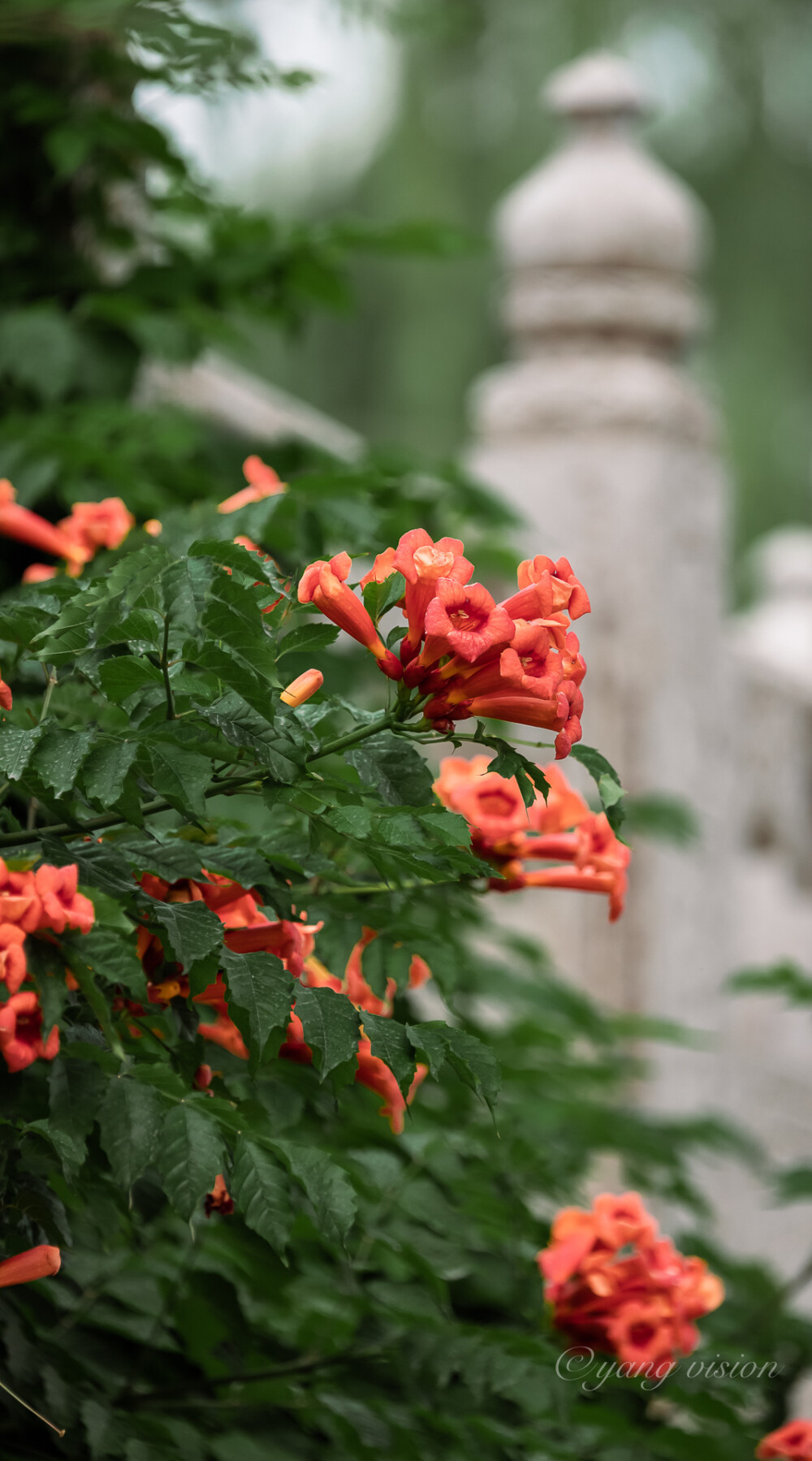 凌霄花