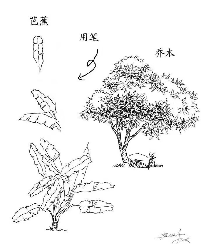 绘画素材植物