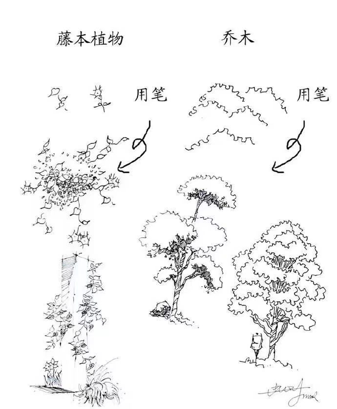 绘画素材植物