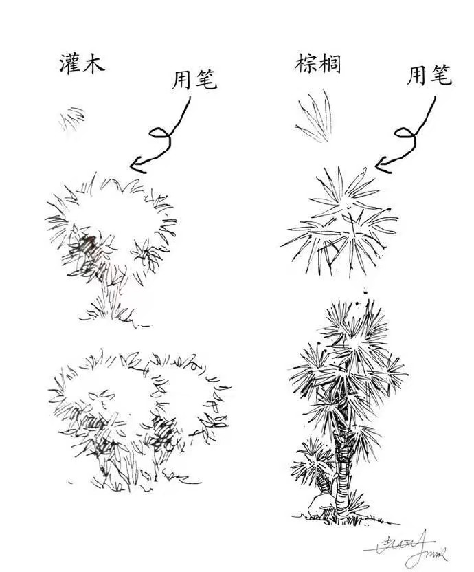 绘画素材植物