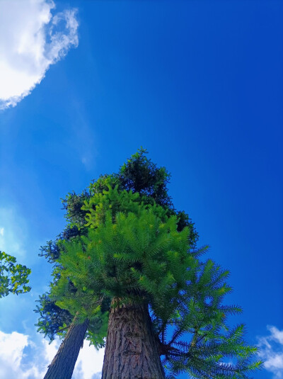 夏日壁纸（自己拍的）