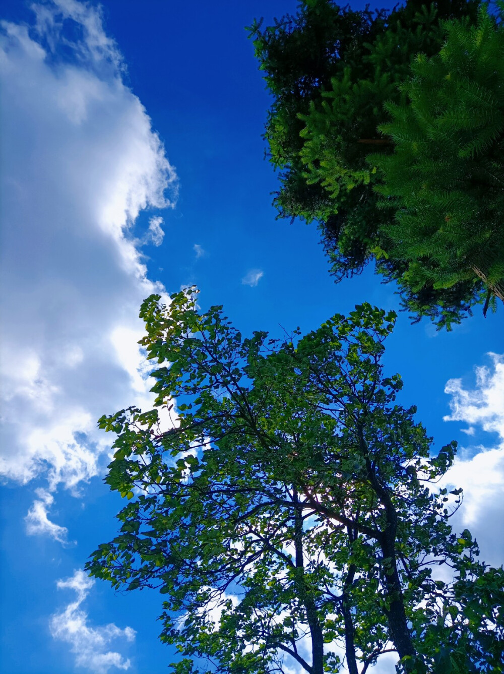 夏日壁纸（自己拍的）