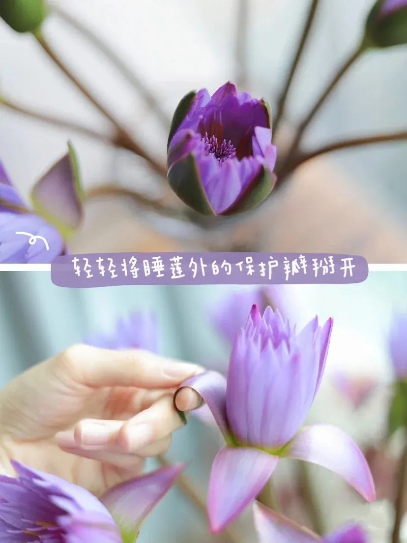 花苞需剥去绿色花萼（一定不要偷懒哦），花瓶内灌满水。睡莲喜光，放在窗台有阳光照射的地方，每天换水清洗，隔两天修剪一下。养护得当的话，开一周没问题。