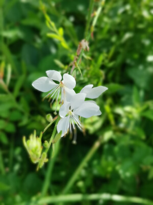 那些花儿