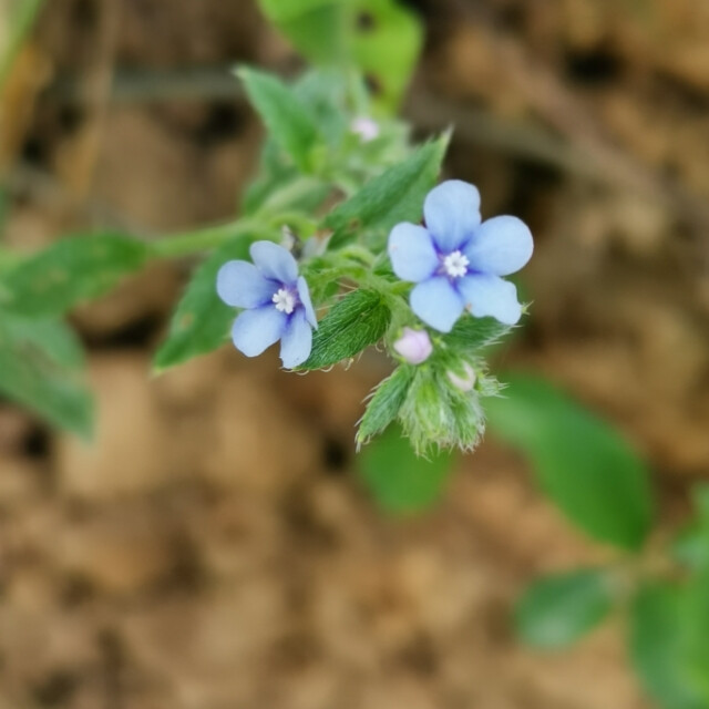 山花