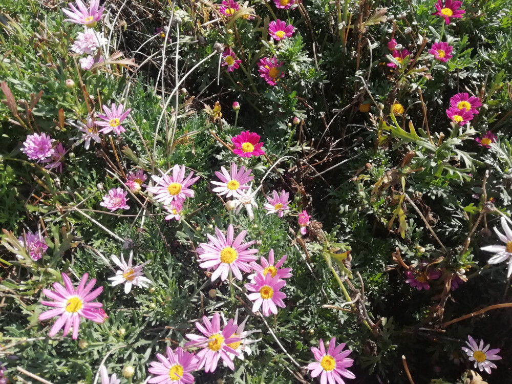 花卉/雏菊/图鉴