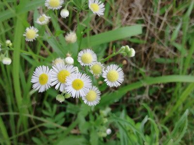 花卉/雏菊/图鉴