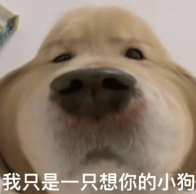 狗狗