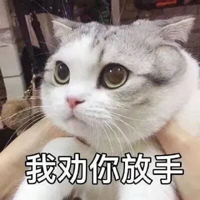 表情包