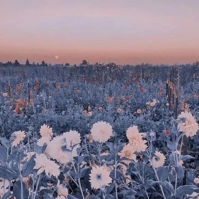 花海