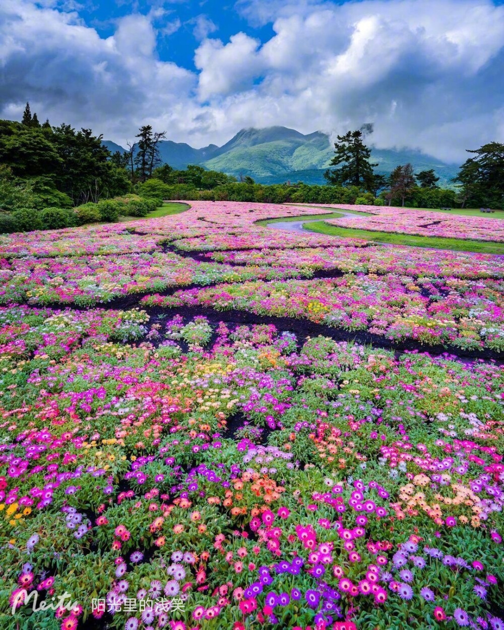 花海