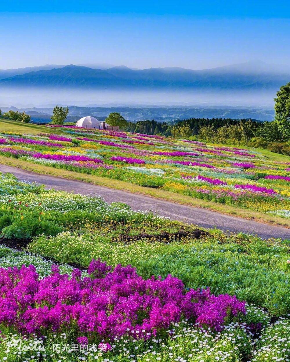 花海