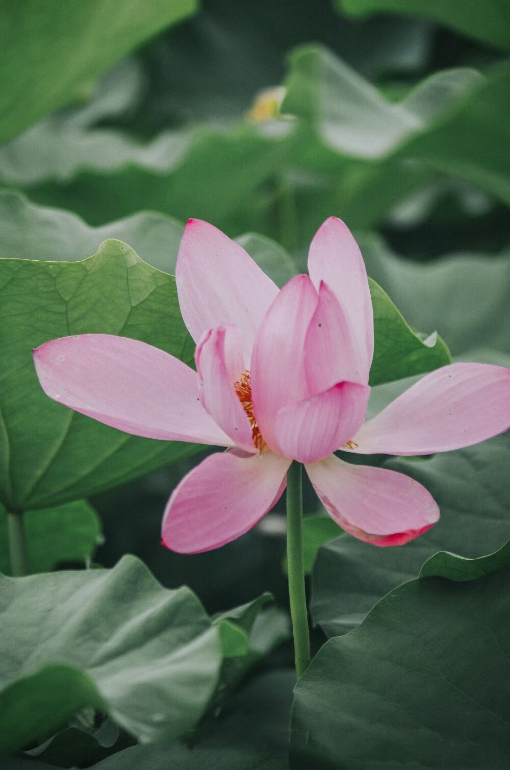 现在的时节（7月中旬），正是桐乡荷塘最为迷人的时候，站在湖边的树荫下，微闭眼睛，深深的吸一口气，迎面扑来空气中清新的花香，沁人心脾