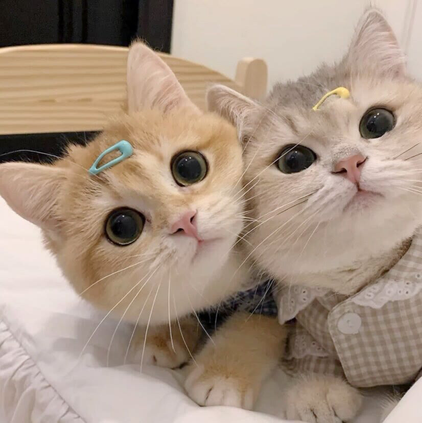 萌宠情头
猫咪情侣头像
