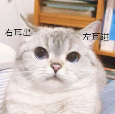 表情包 猫
