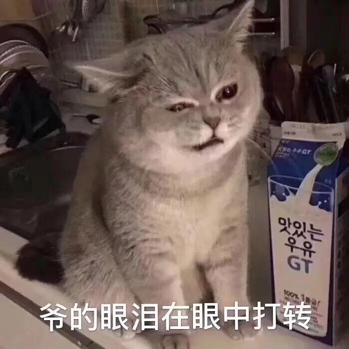 表情包 猫
