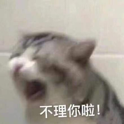 猫猫狗狗那表情包