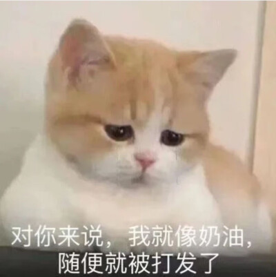 猫猫狗狗那表情包