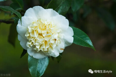 山茶花