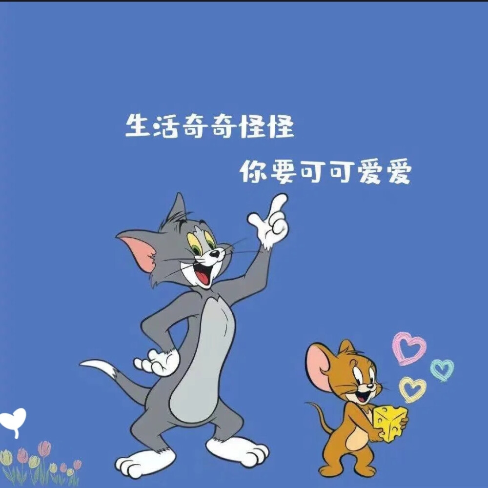 猫和老鼠