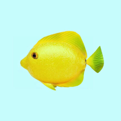 Lemonfish柠檬鱼再来一波