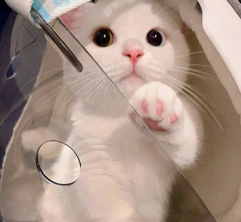 小猫咪头像