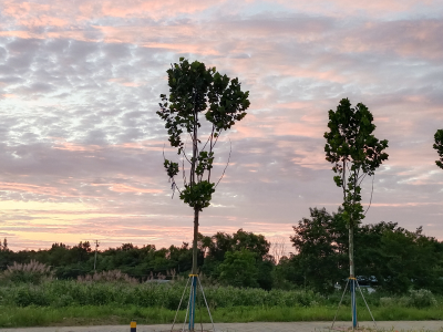 6.21傍晚合肥的天空